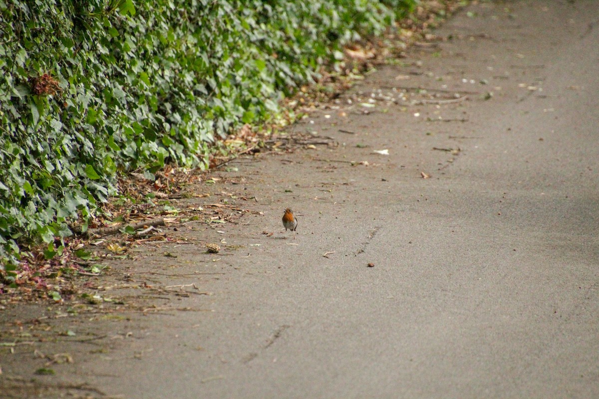 European Robin - ML620403499