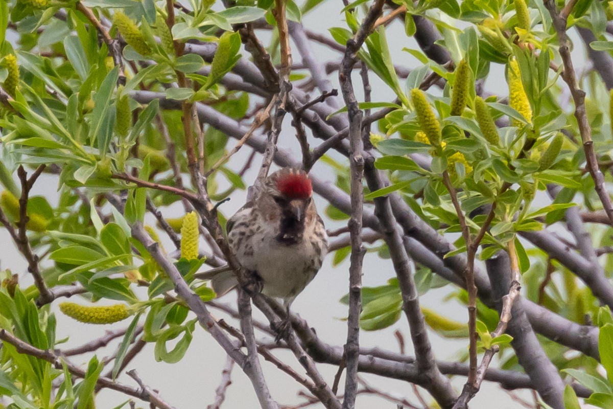 Lesser Redpoll - ML620403508