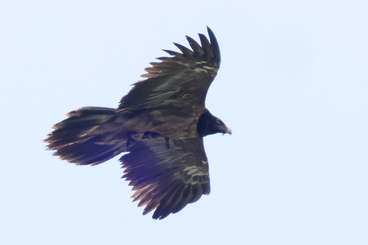 Bearded Vulture - Cornelia Hürzeler