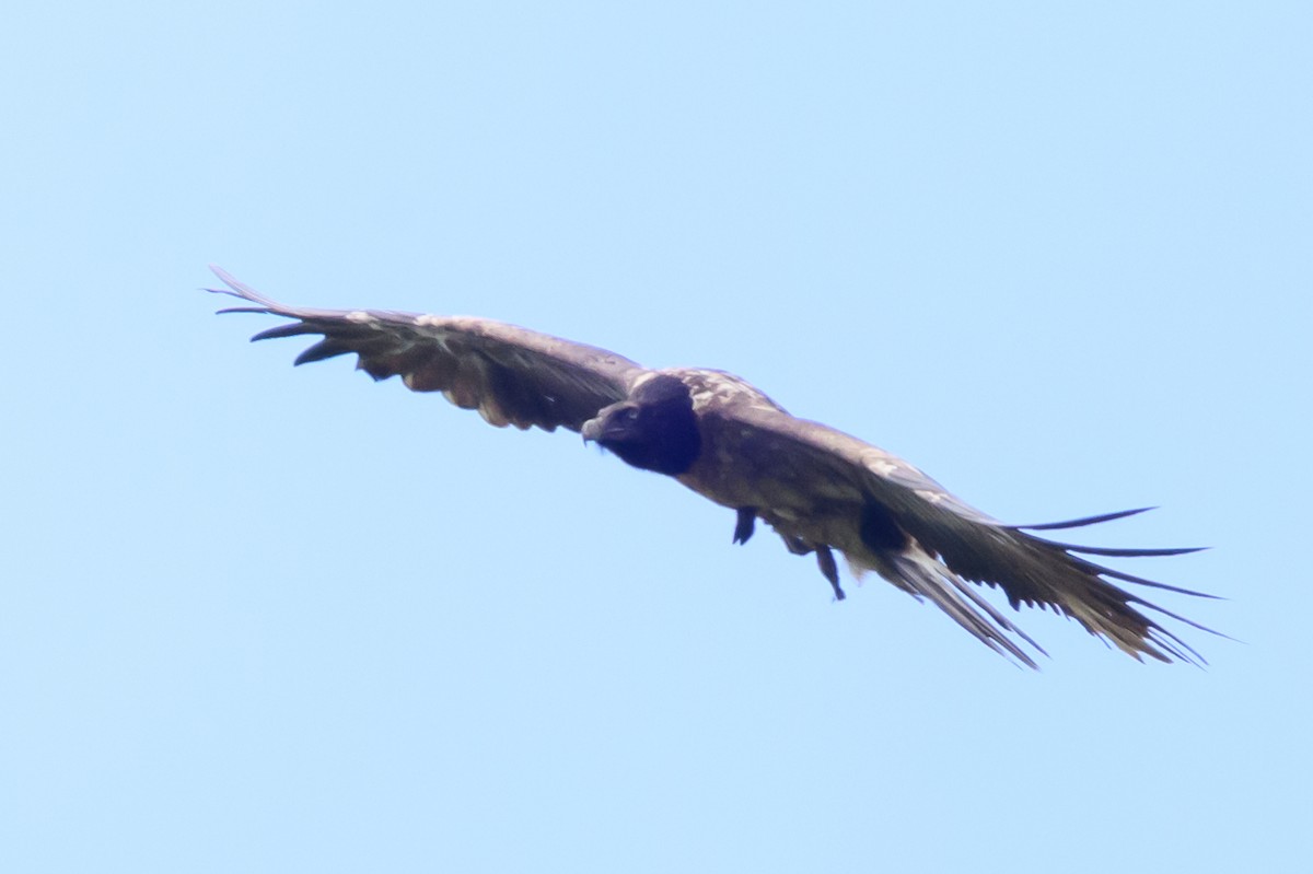 Bearded Vulture - ML620403524