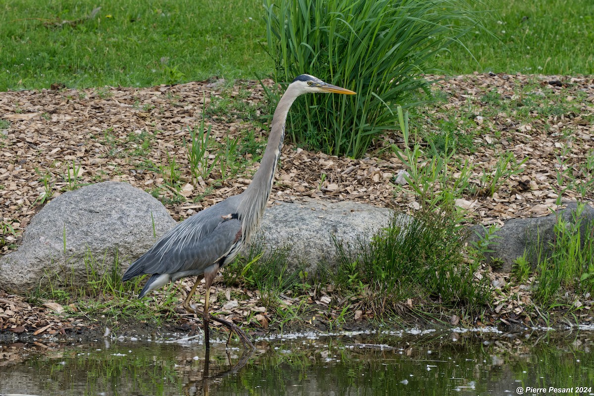 Great Blue Heron - ML620403545