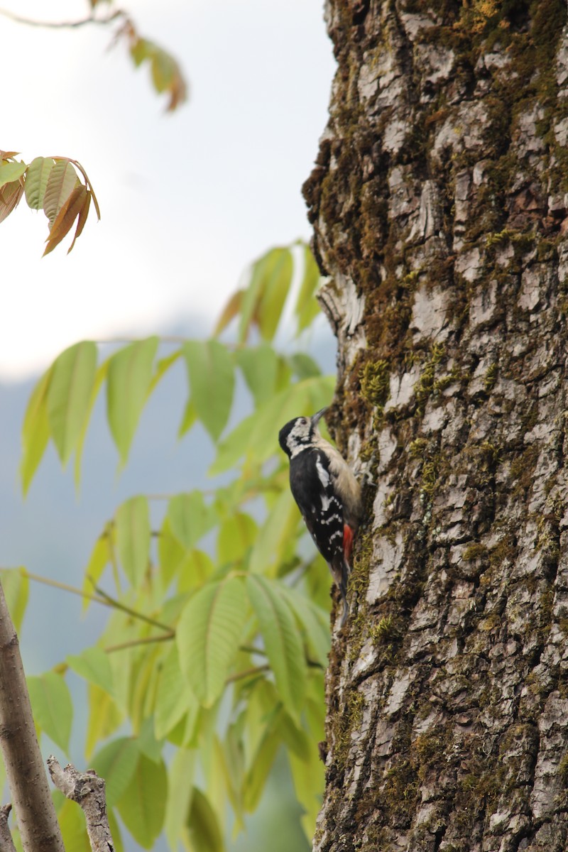 Himalayan Woodpecker - ML620403547