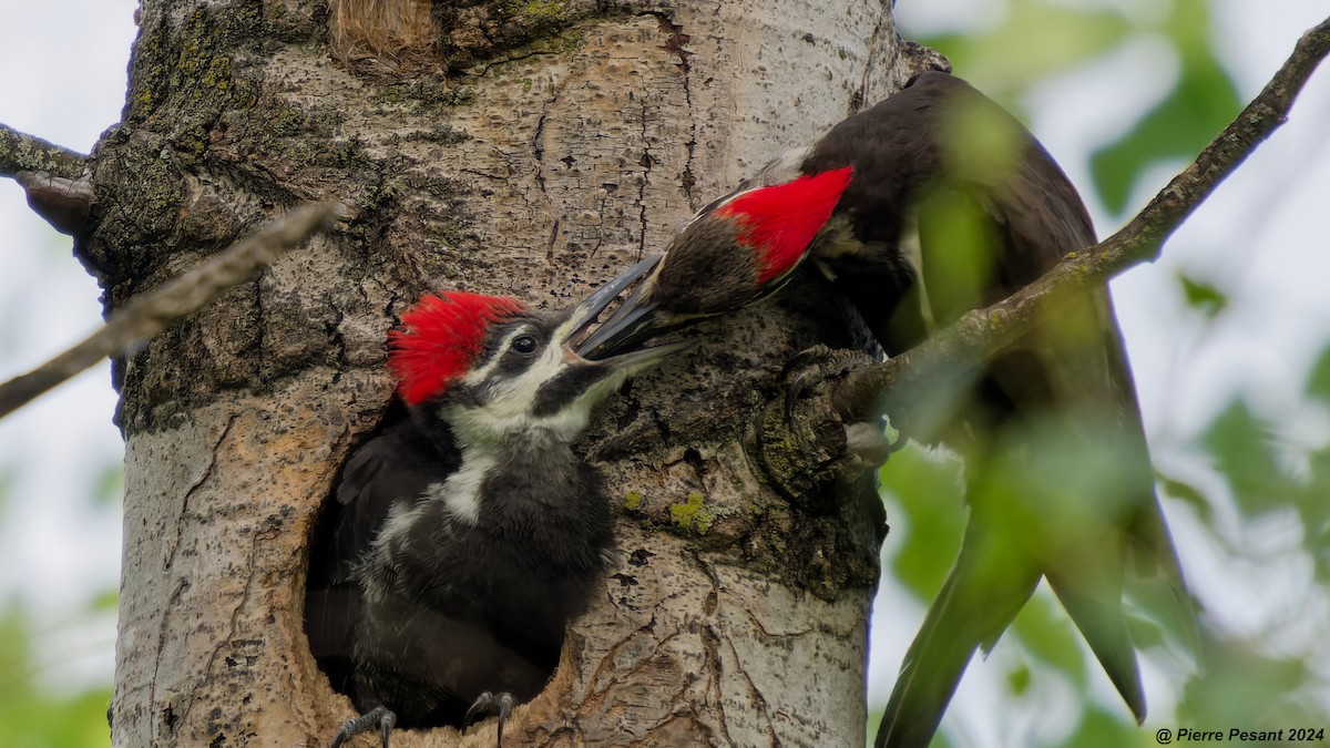 Pileated Woodpecker - ML620403551