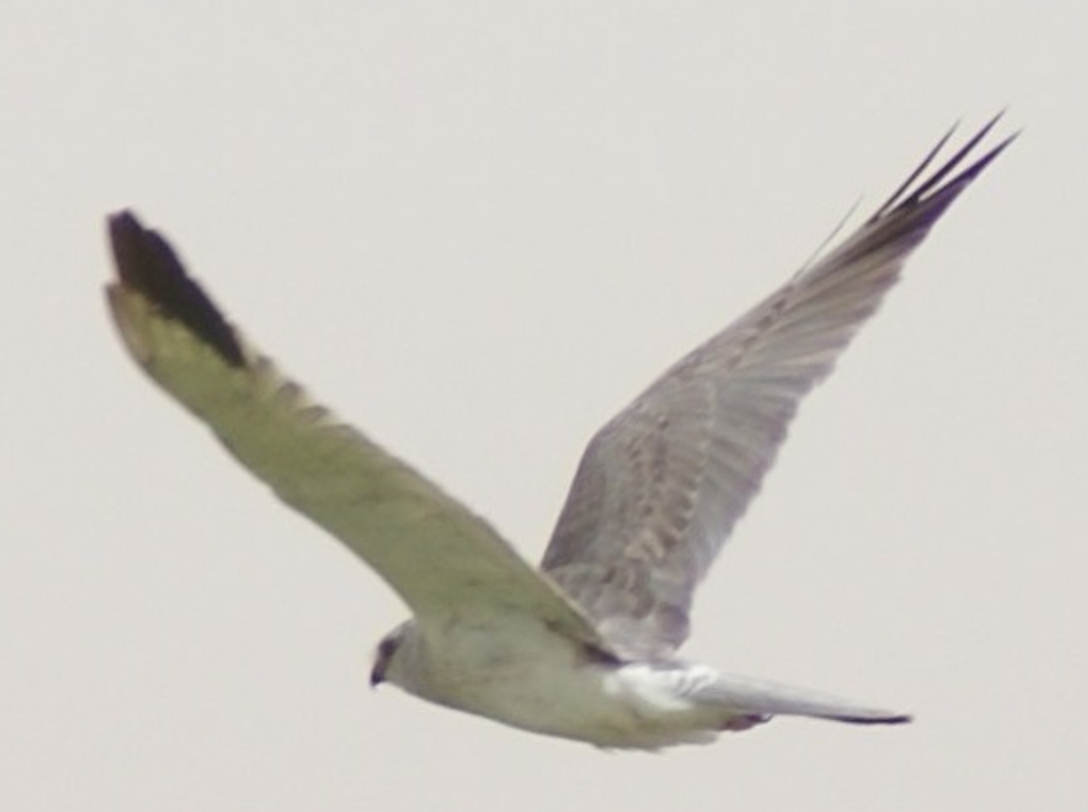 Pallid Harrier - ML620403557