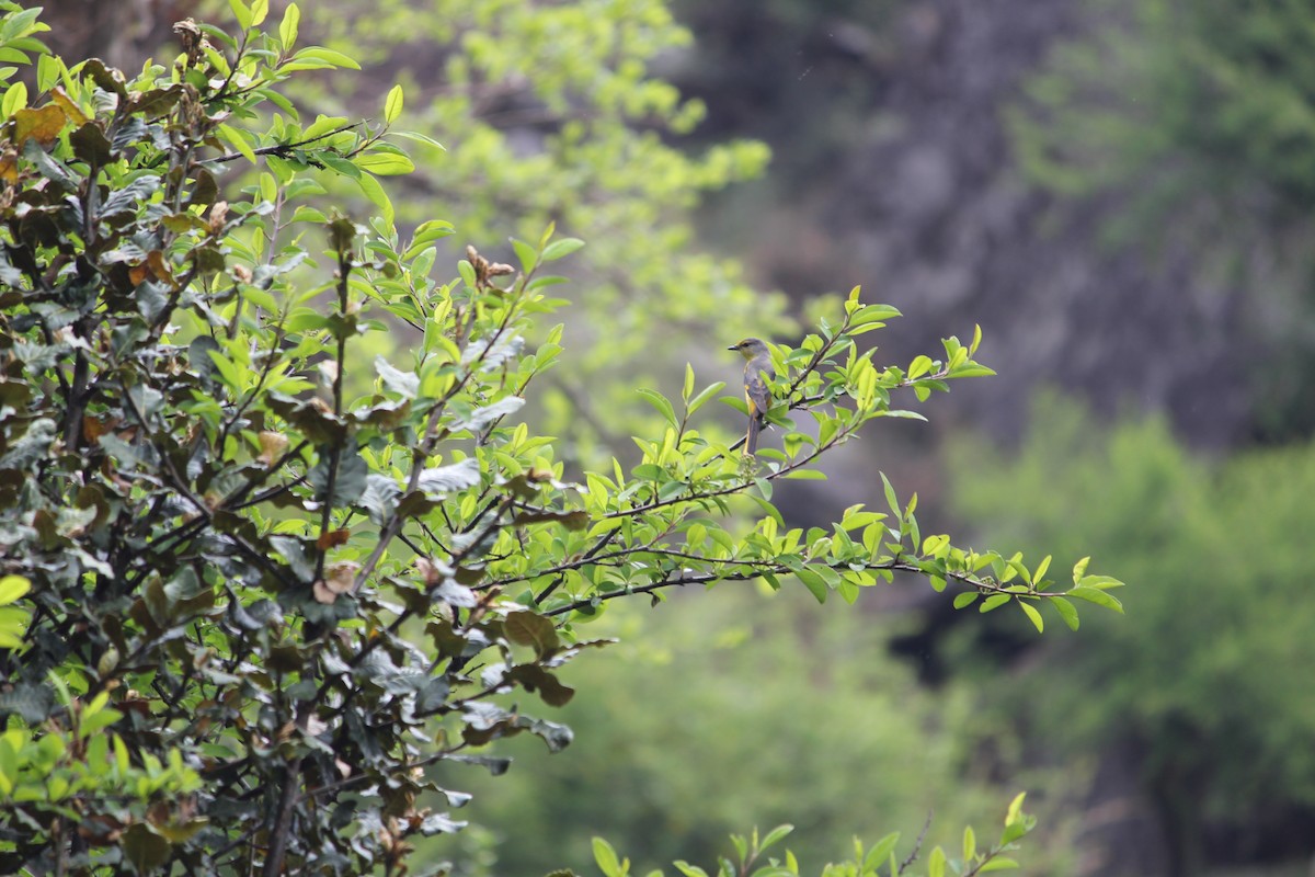 Long-tailed Minivet - ML620403559