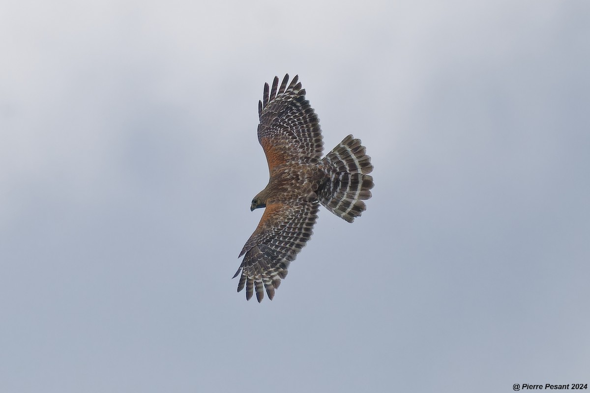 Red-shouldered Hawk - ML620403566