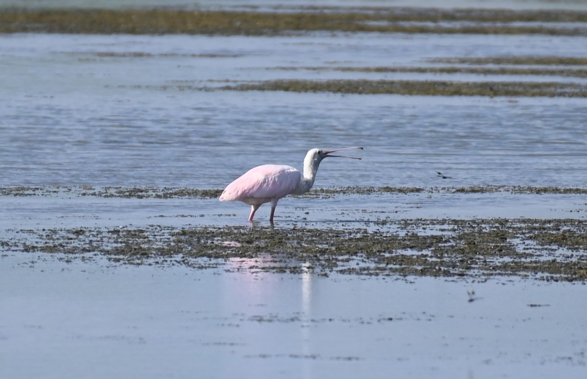 Roseate Spoonbill - ML620403568