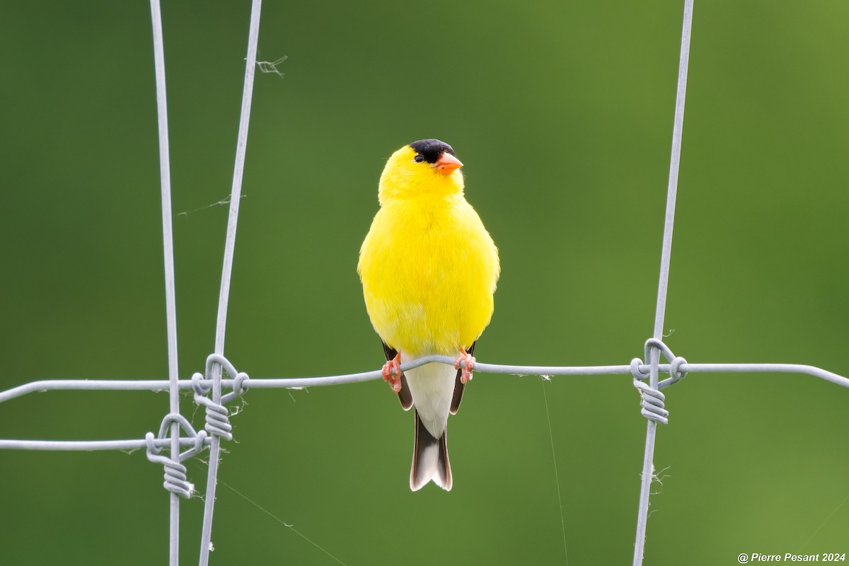 Chardonneret jaune - ML620403570