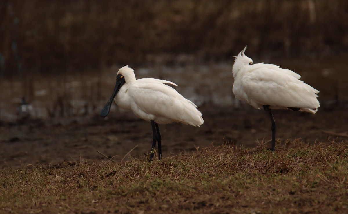 Royal Spoonbill - ML620403575