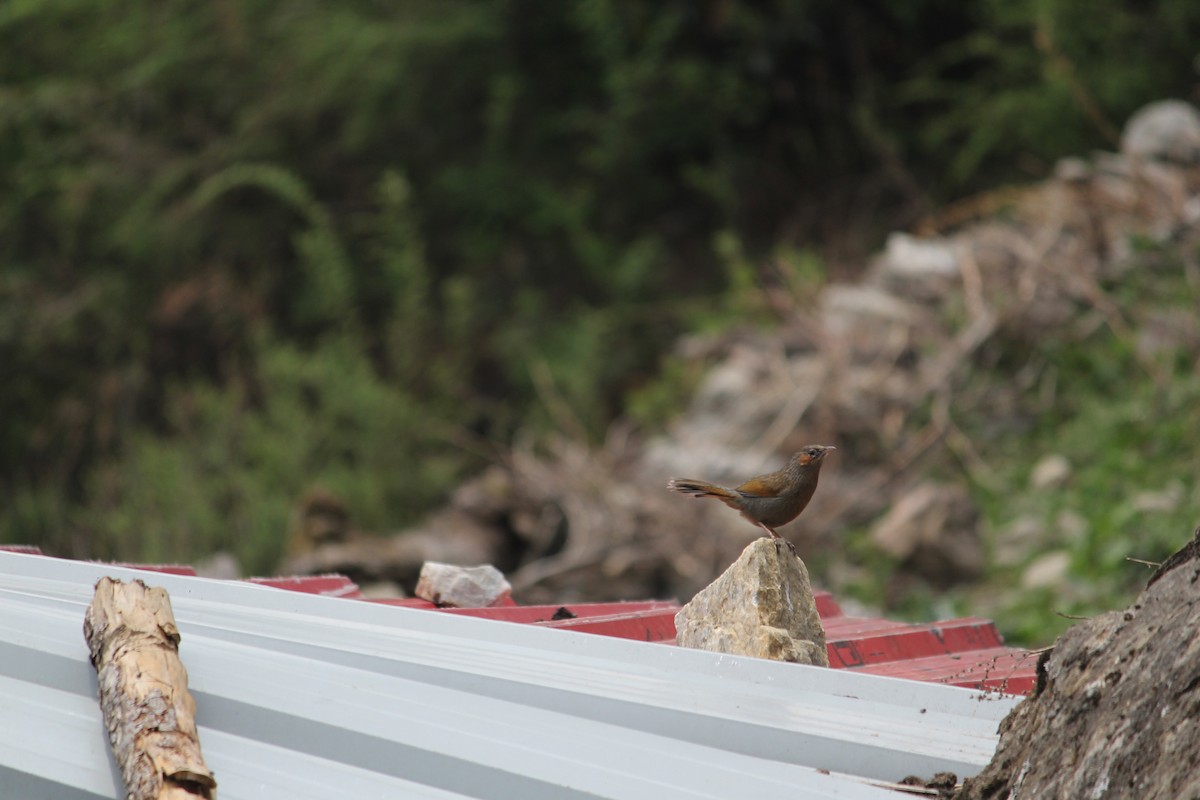 Streaked Laughingthrush - ML620403589