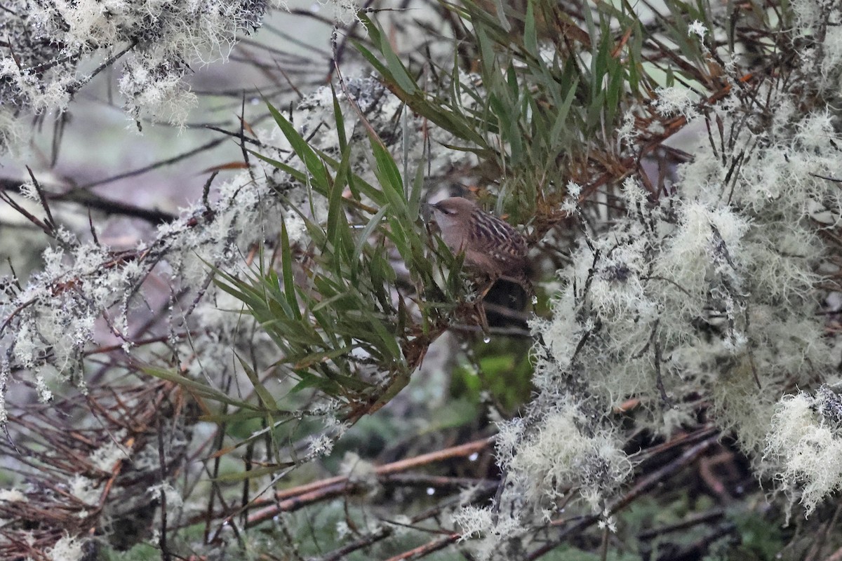 Apolinar's Wren - ML620403600