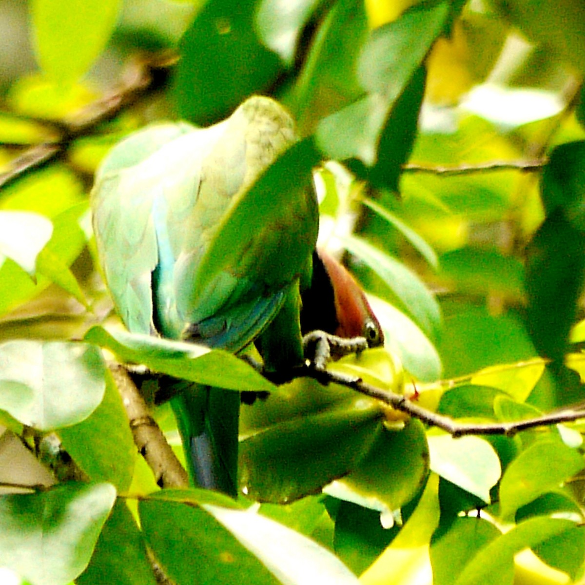 Long-tailed Parakeet - ML620403613