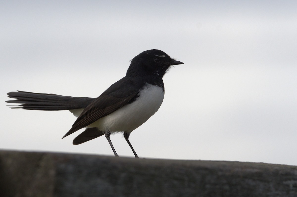 Willie-wagtail - ML620403616