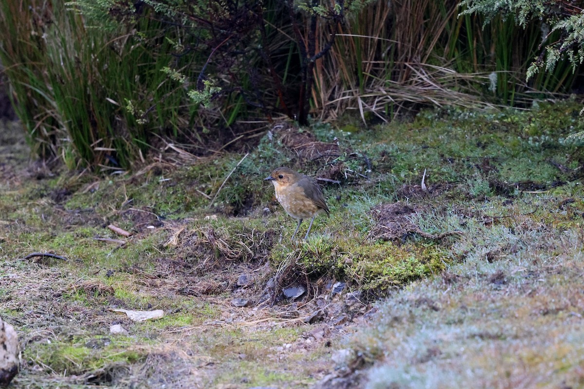 Boyaca Antpitta - ML620403618