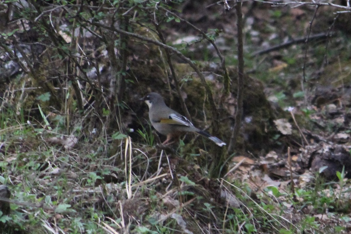 Variegated Laughingthrush - ML620403619