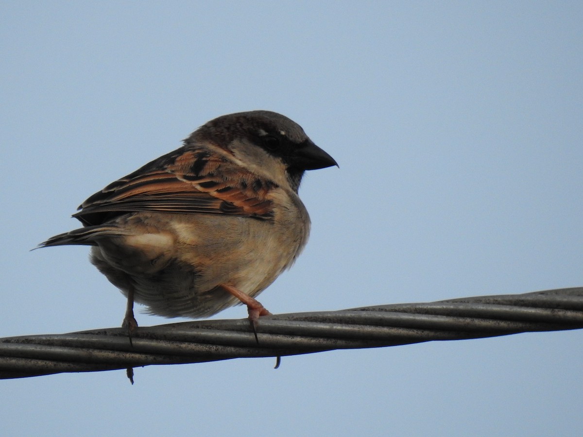 House Sparrow - ML620403631