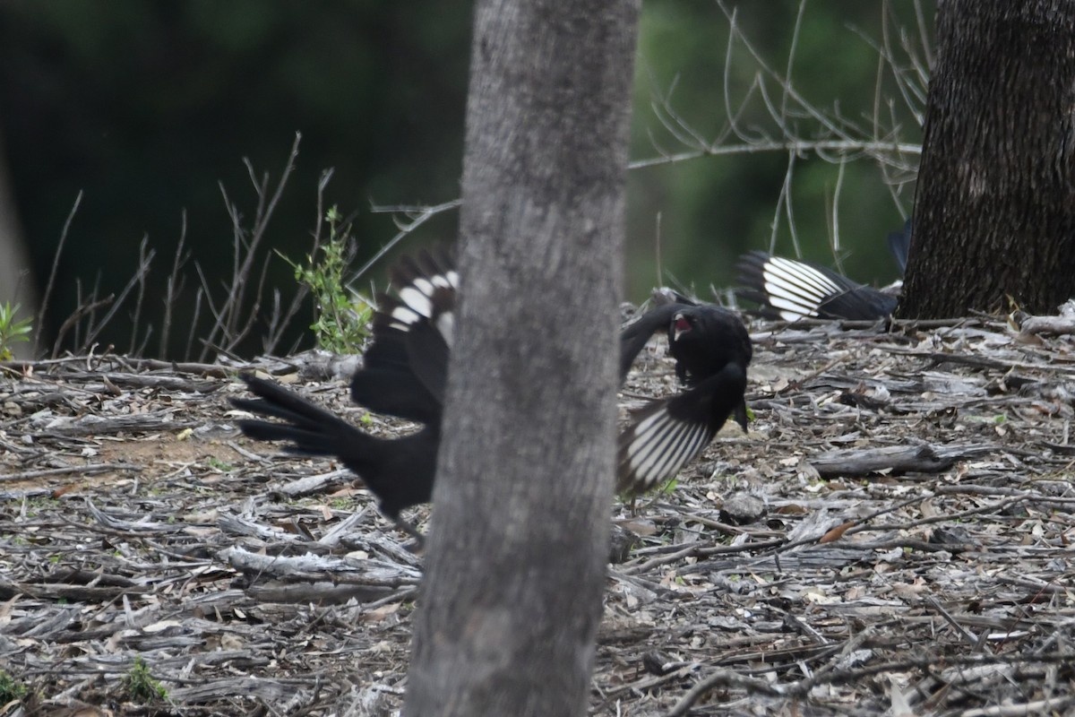 White-winged Chough - ML620403637