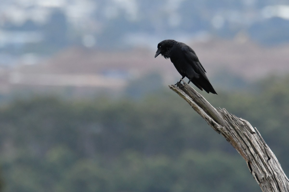 Australian Raven - ML620403649