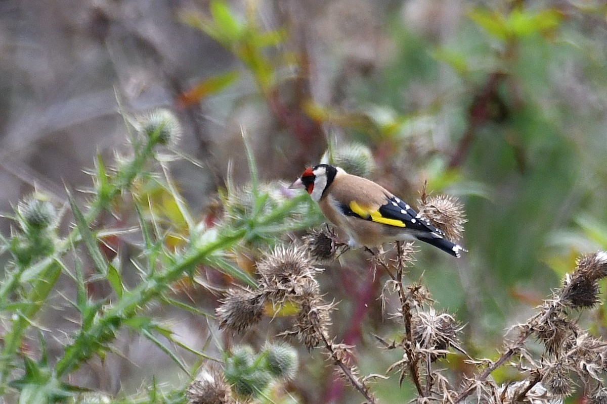 European Goldfinch - ML620403654