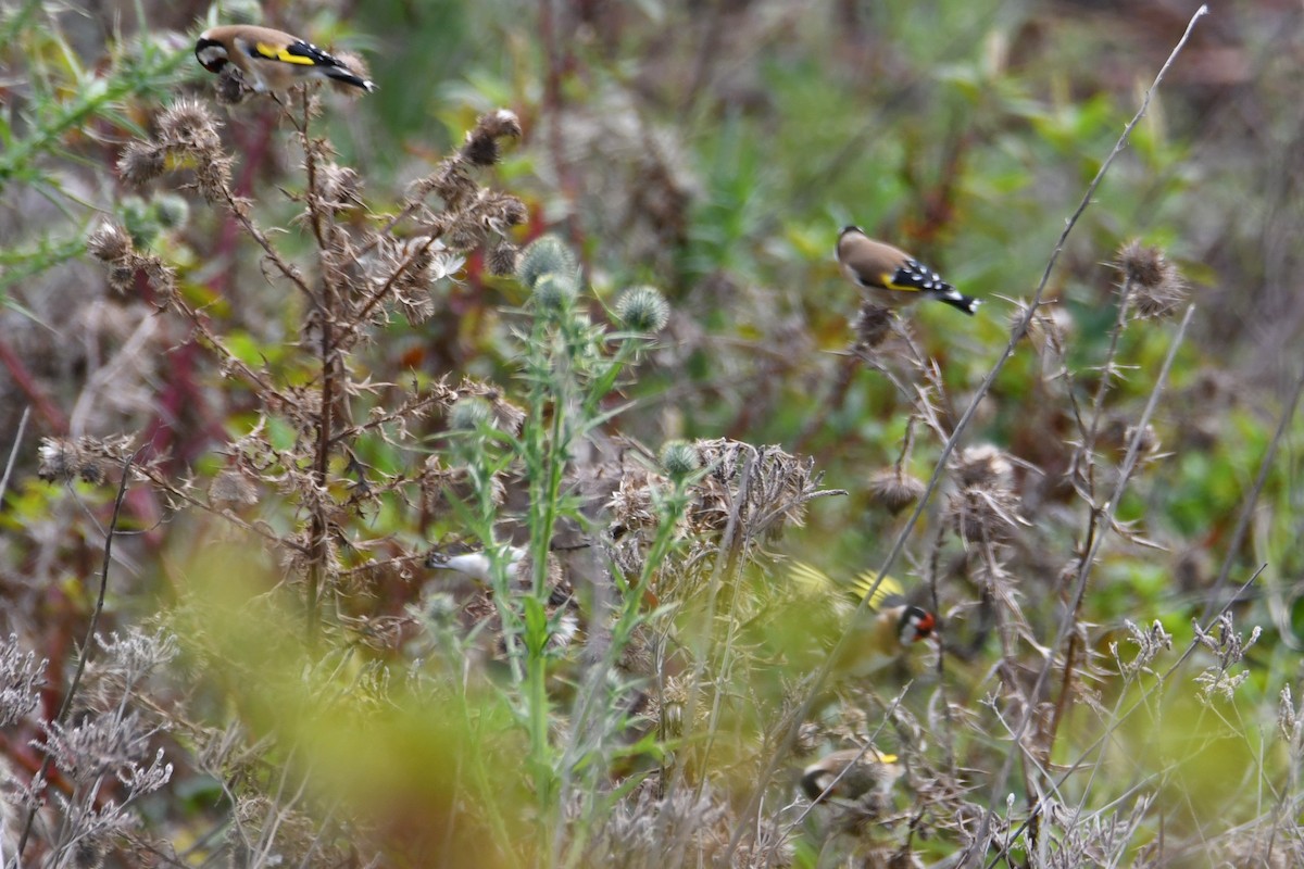 Chardonneret élégant - ML620403658