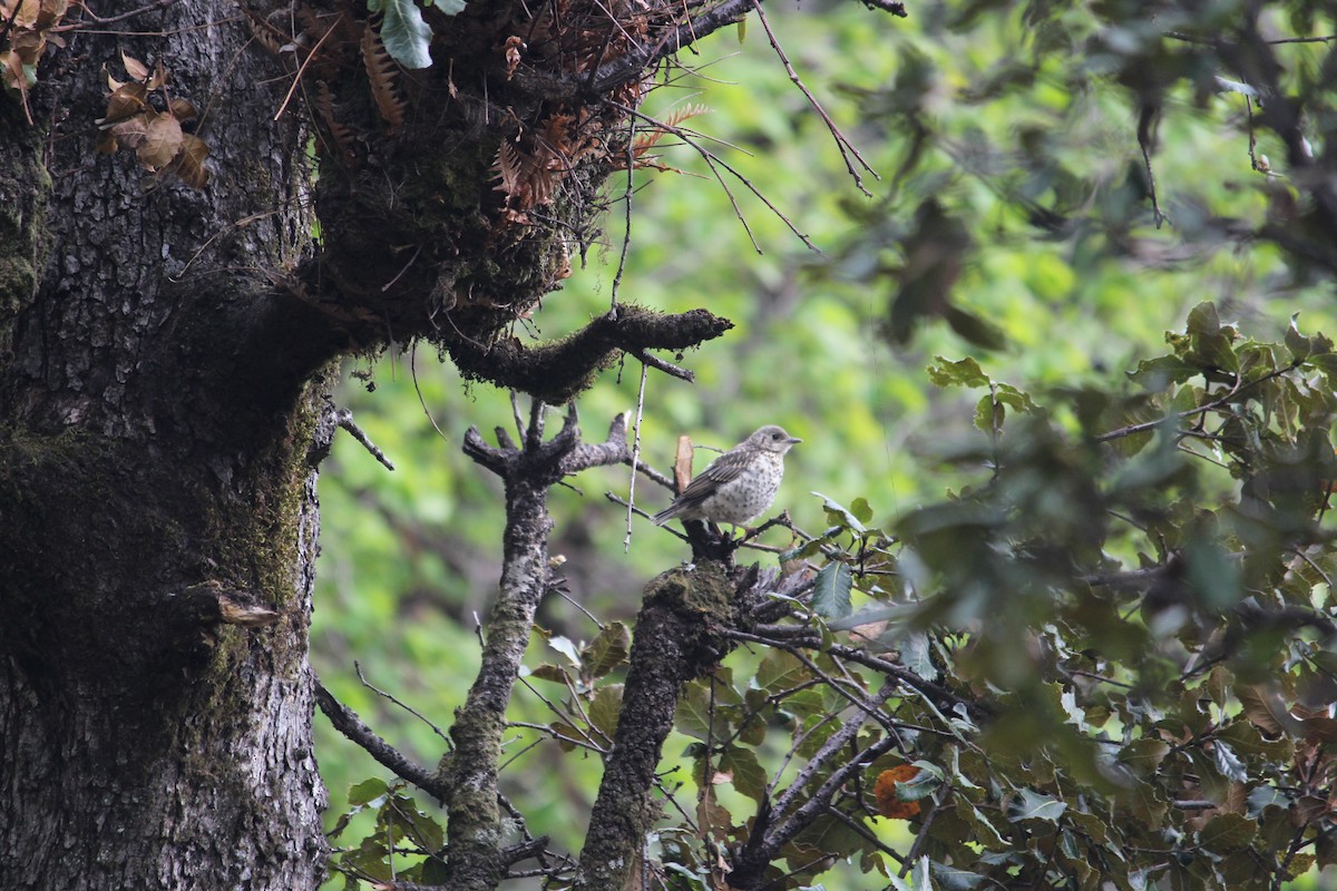 Mistle Thrush - ML620403660