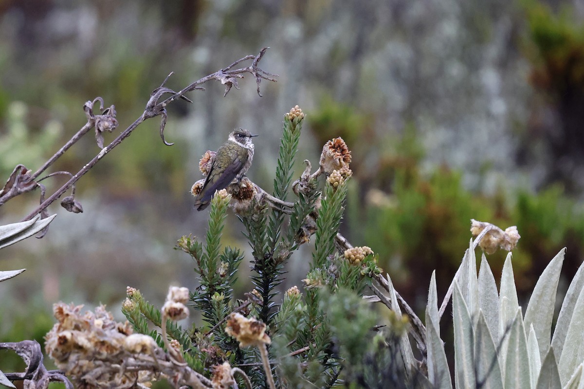 Green-bearded Helmetcrest - ML620403670