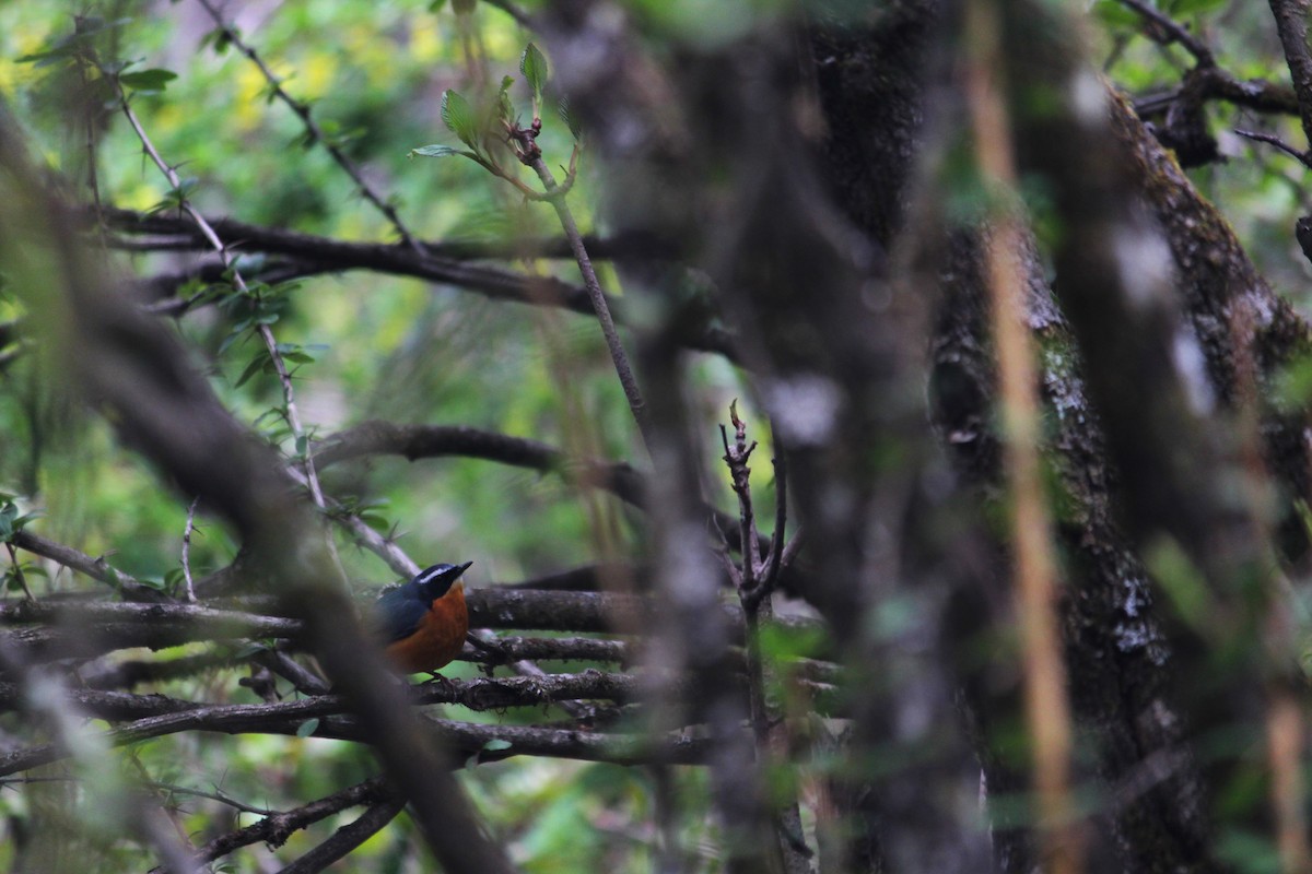 Indian Blue Robin - ML620403690