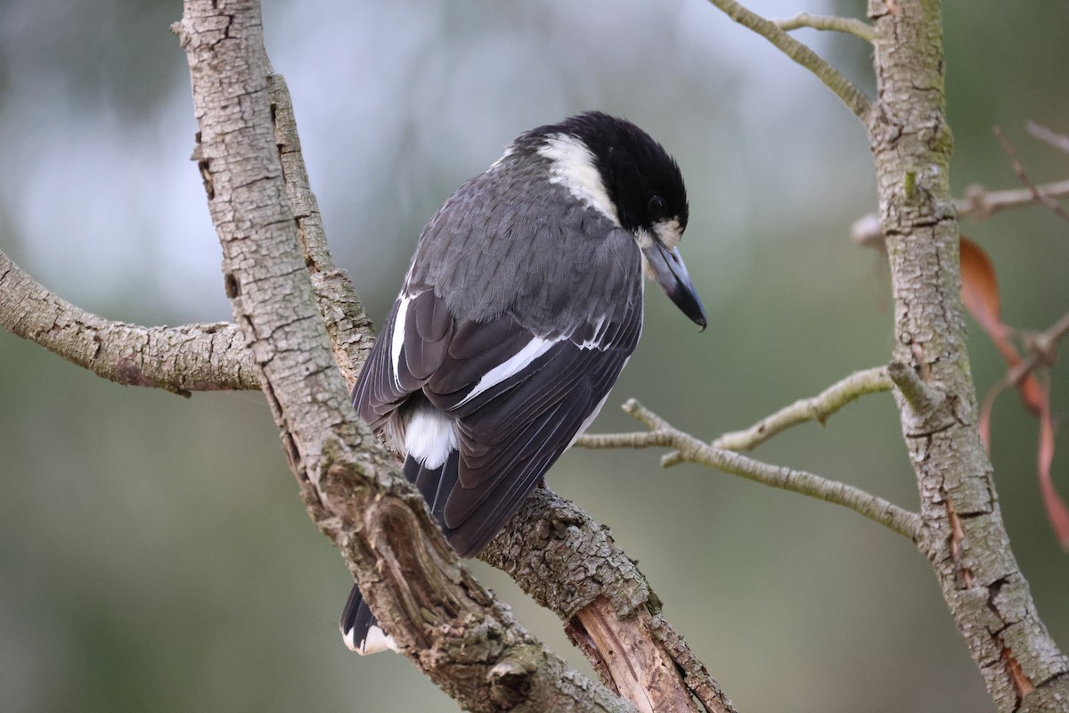 Gray Butcherbird - ML620403696