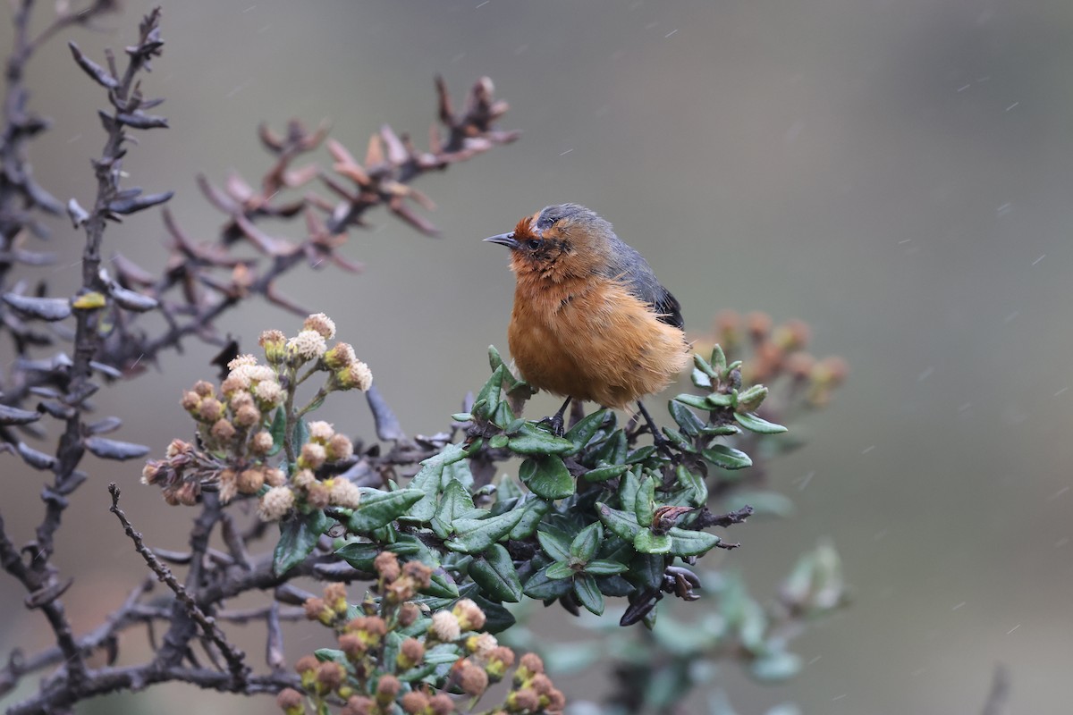 Rufous-browed Conebill - ML620403701