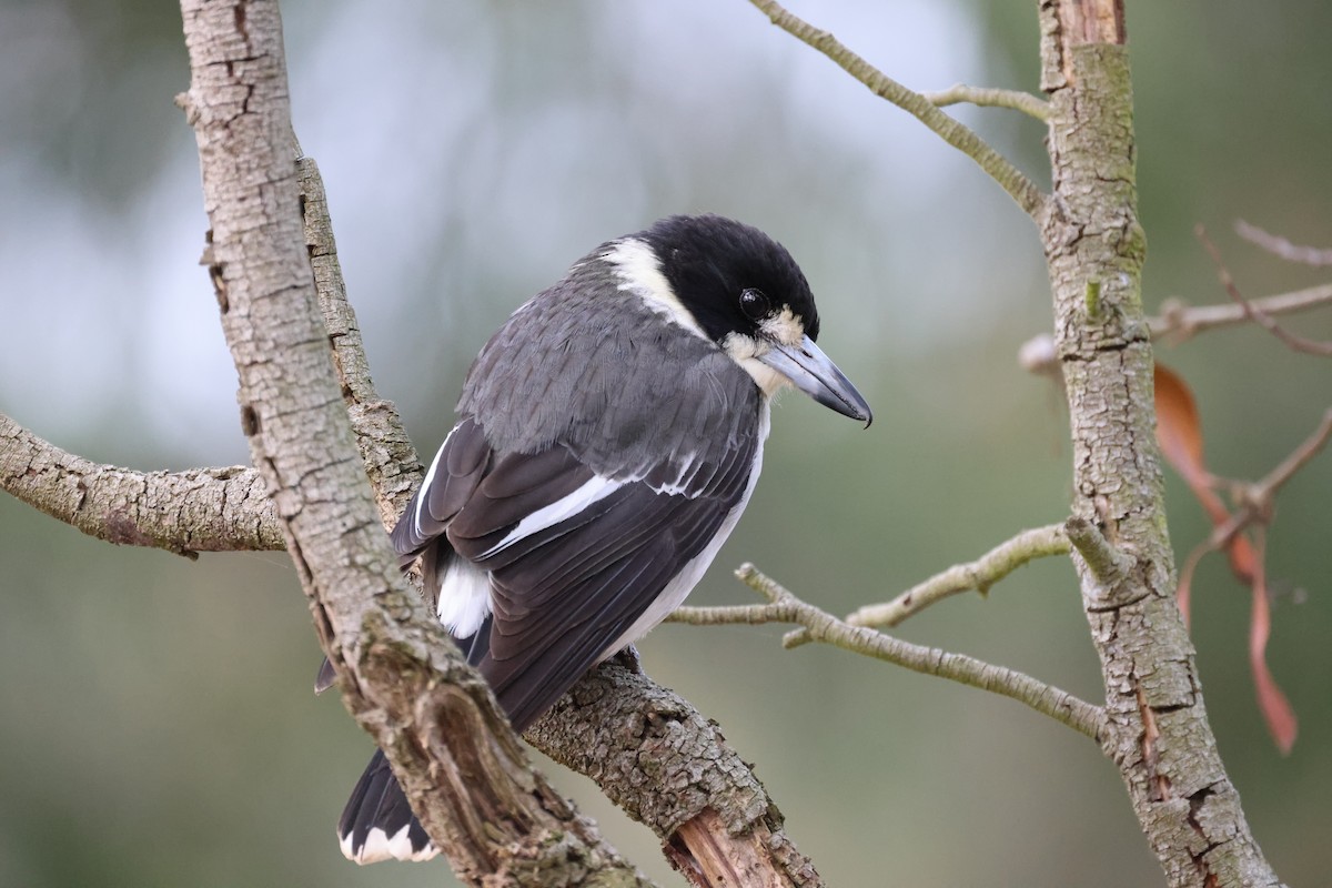 Gray Butcherbird - ML620403705