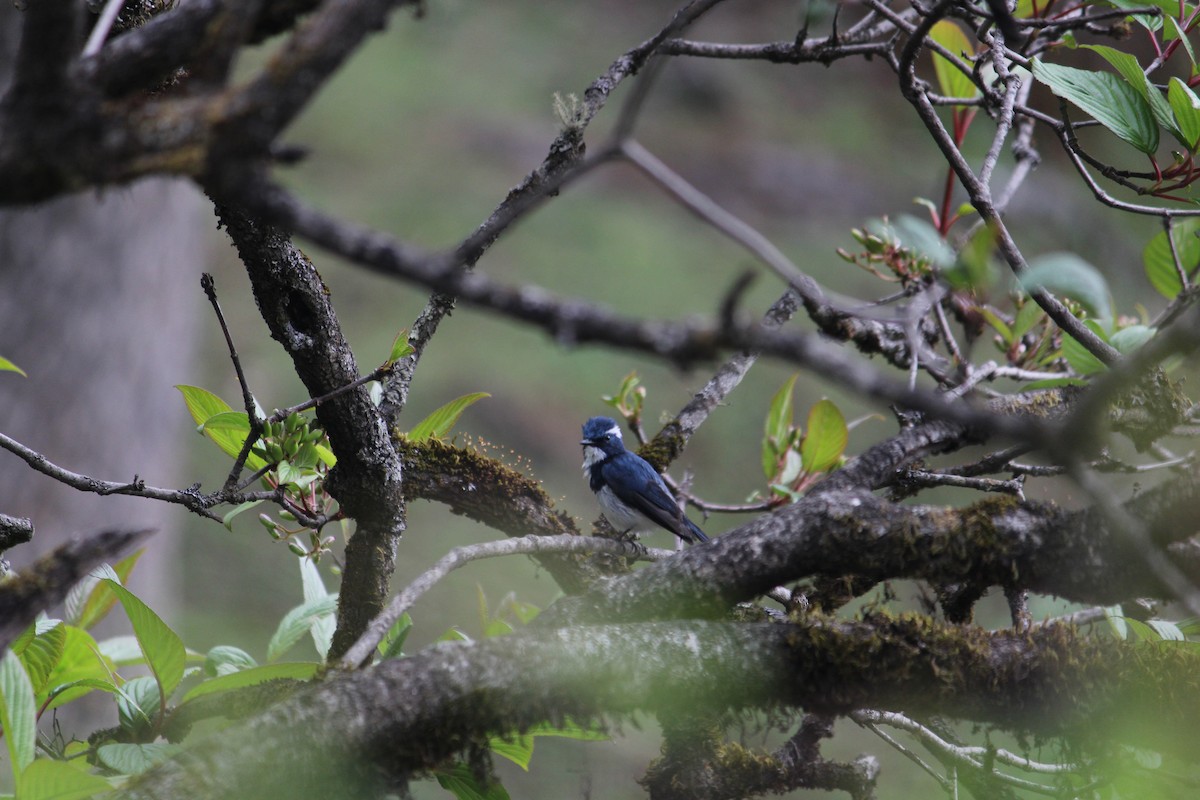 Ultramarine Flycatcher - ML620403727