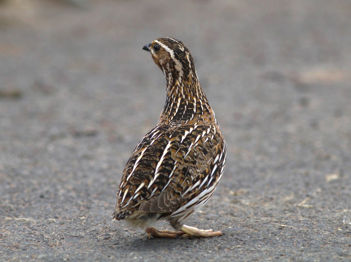 Common Quail - ML620403733