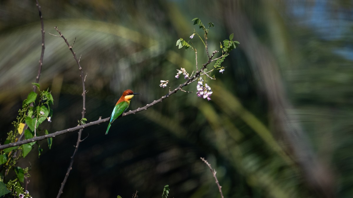 Chestnut-headed Bee-eater - ML620403740