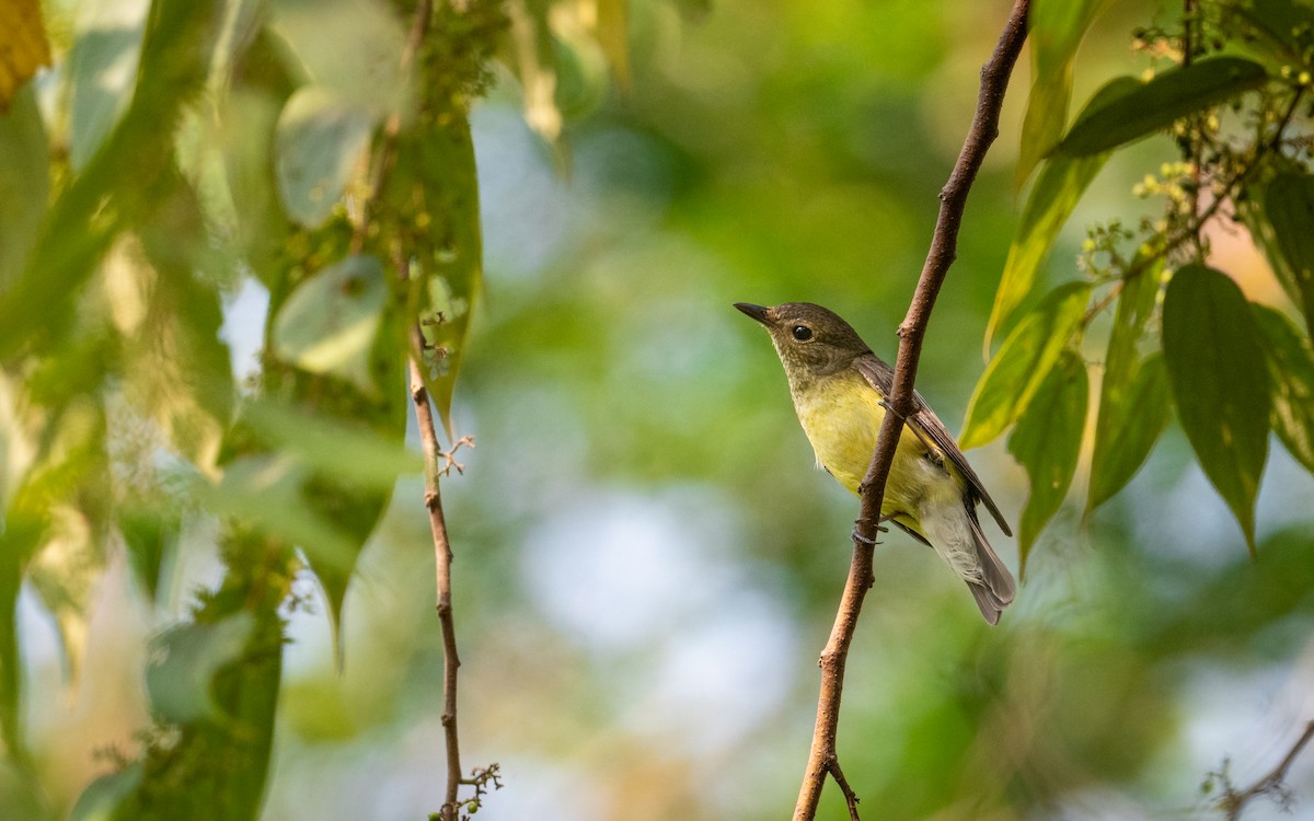 Gobemouche à croupion jaune - ML620403750