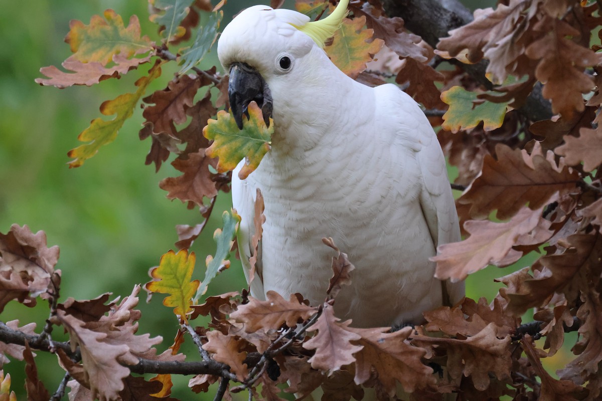 Sulphur-crested Cockatoo - ML620403752