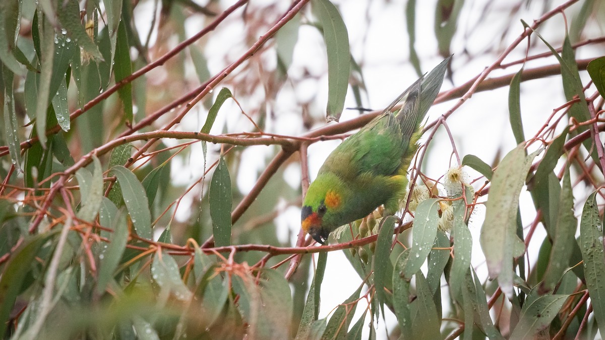 Purple-crowned Lorikeet - ML620403753