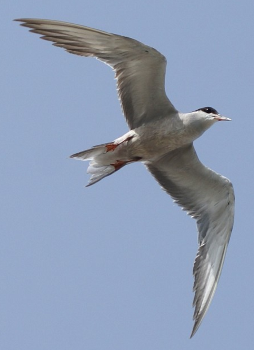 White-cheeked Tern - ML620403761