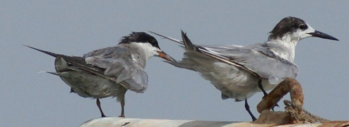 White-cheeked Tern - ML620403762