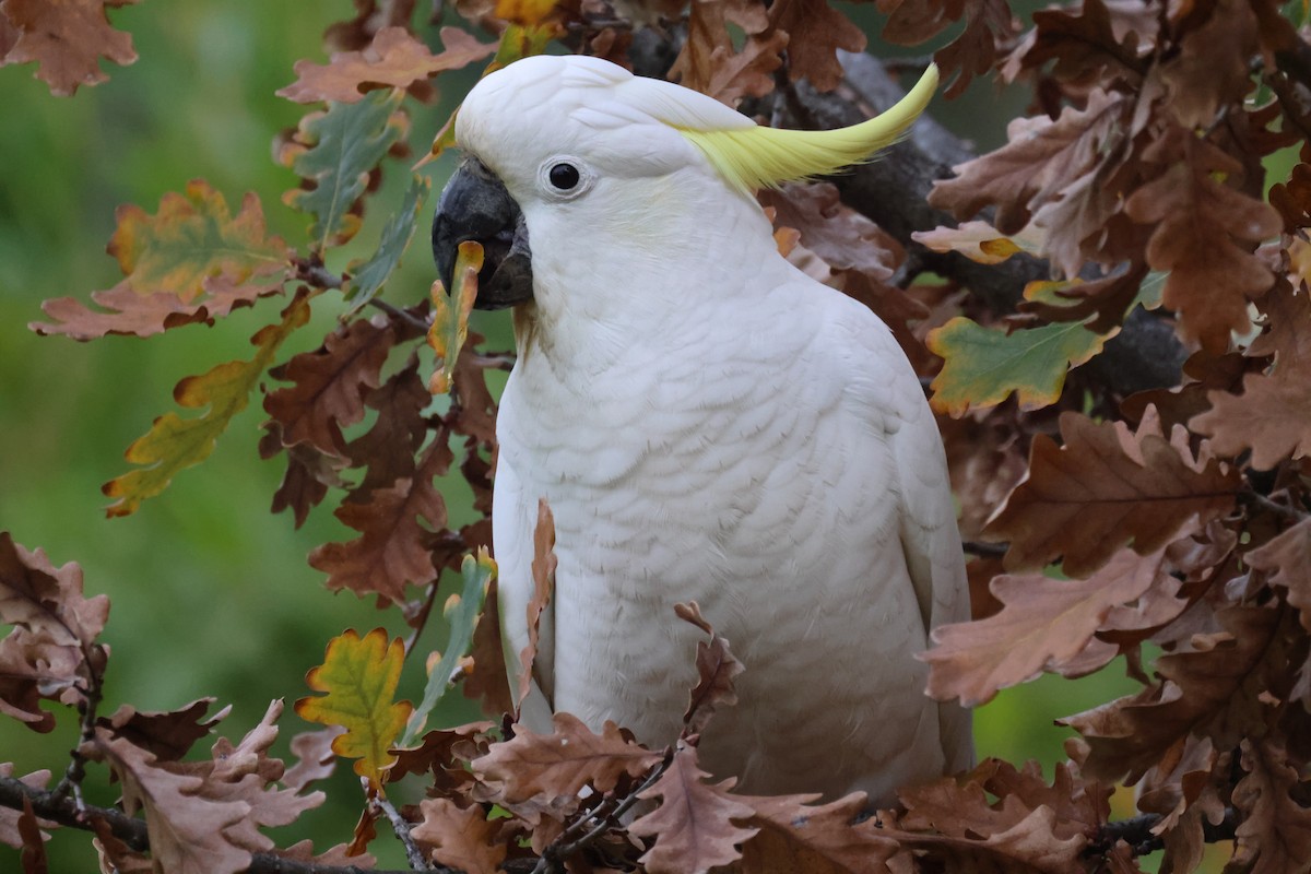 Sulphur-crested Cockatoo - ML620403766