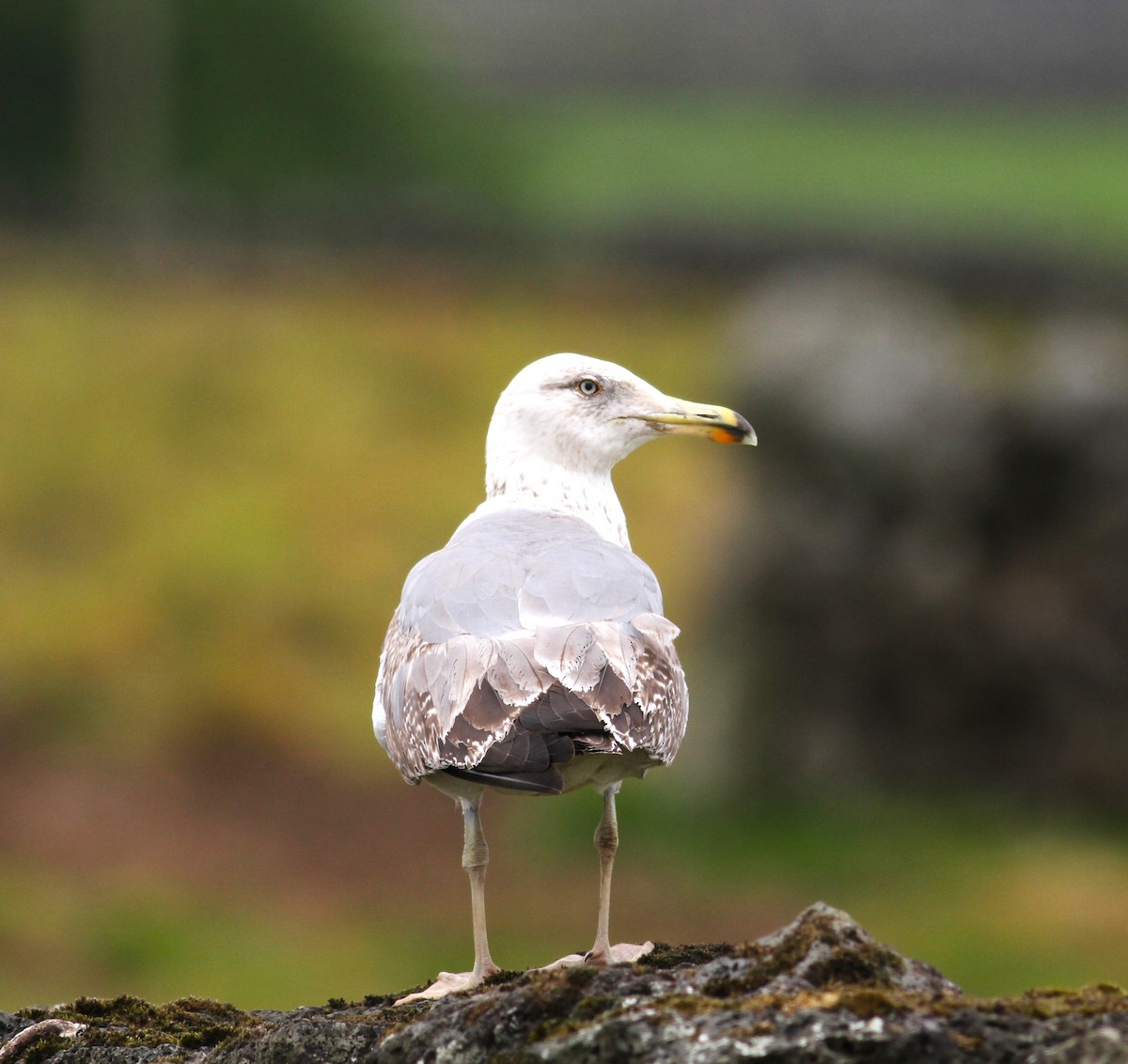 Yellow-legged Gull (atlantis) - ML620403777