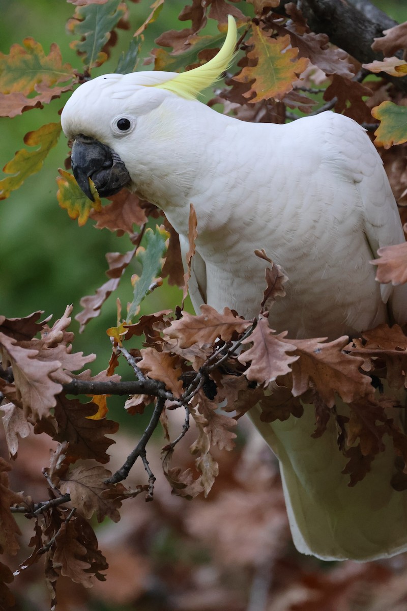 Sulphur-crested Cockatoo - ML620403781