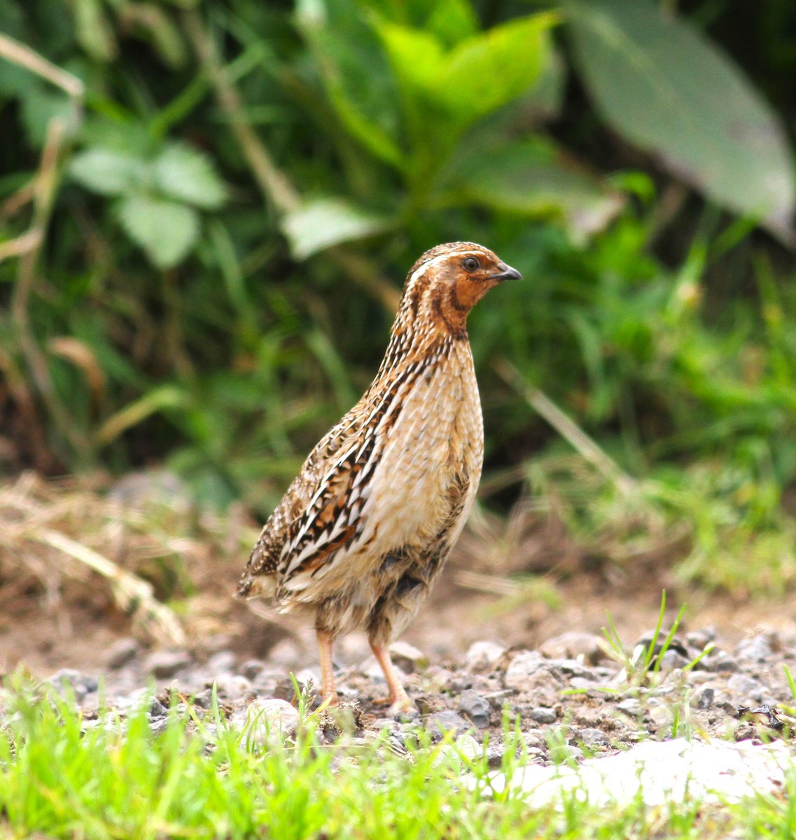 Common Quail - ML620403782