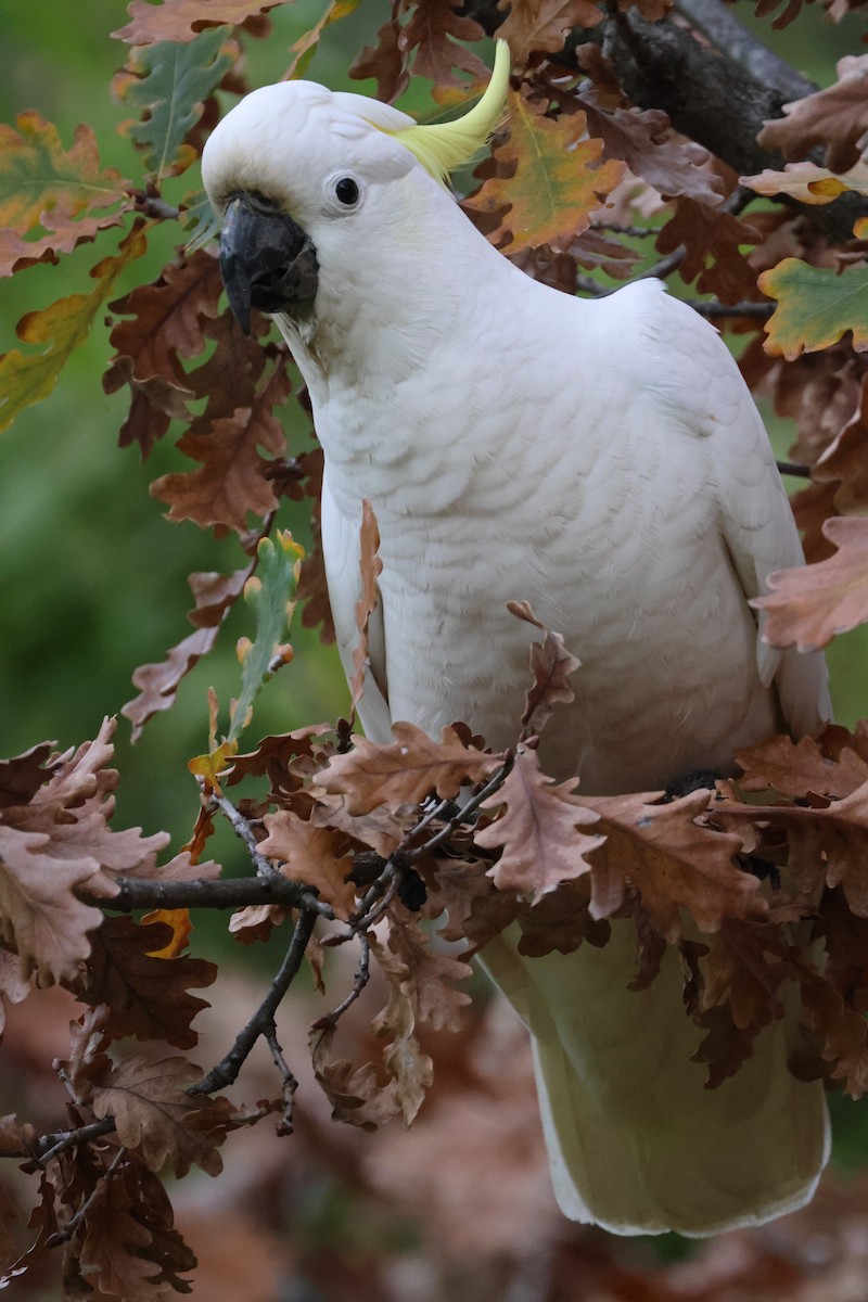 Sulphur-crested Cockatoo - ML620403783