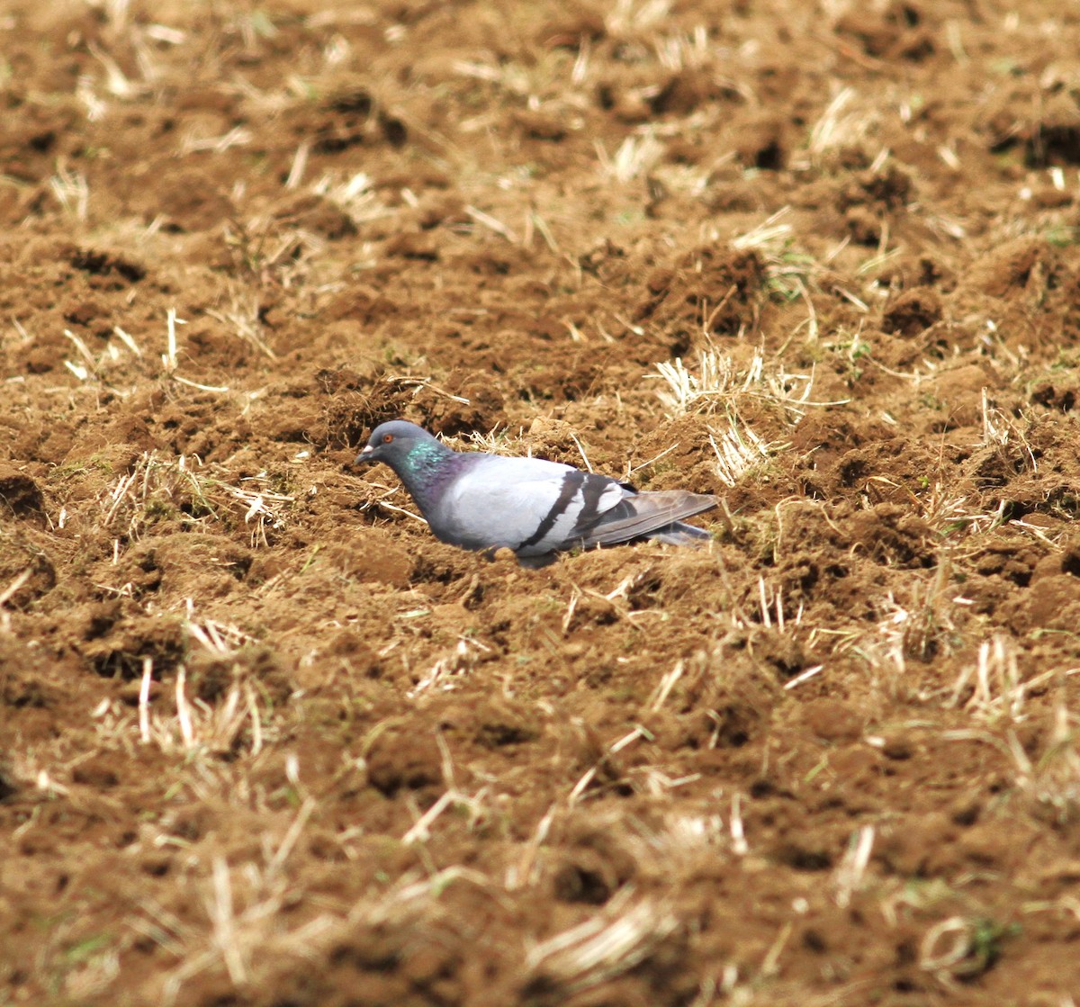 Rock Pigeon (Feral Pigeon) - ML620403793