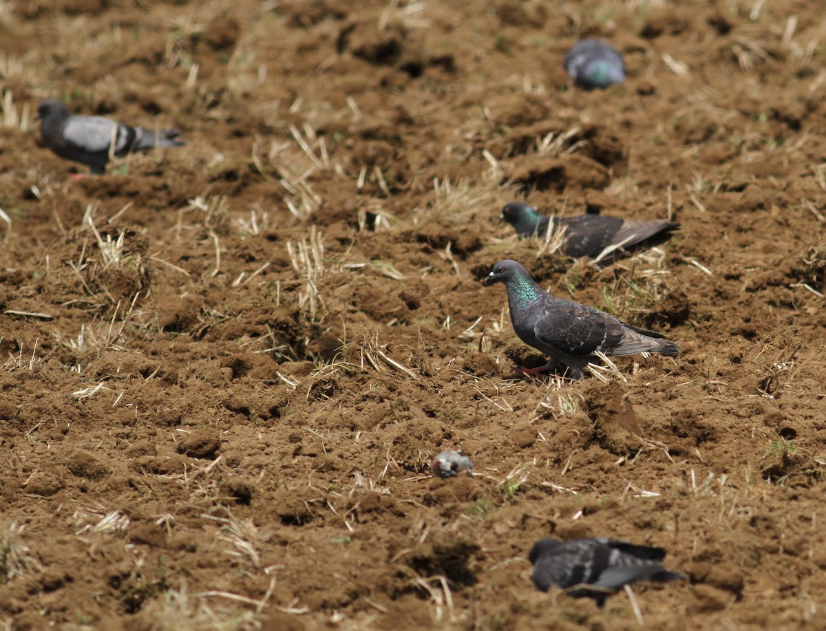 Rock Pigeon (Feral Pigeon) - ML620403794