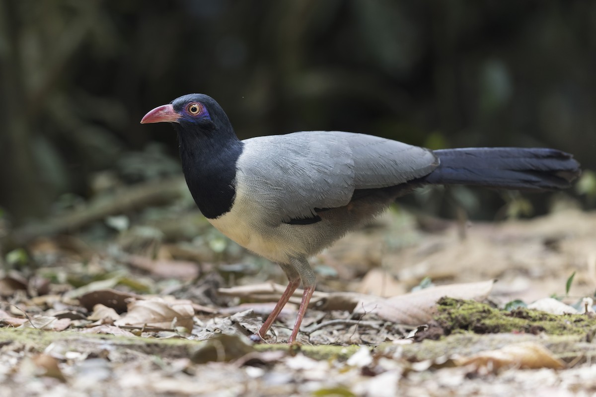 Coral-billed Ground-Cuckoo - ML620403798