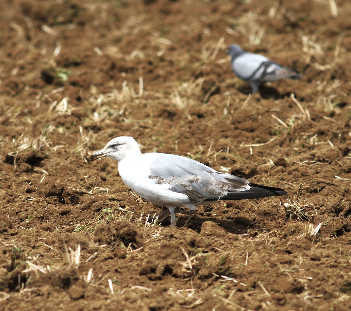 Yellow-legged Gull (atlantis) - ML620403799