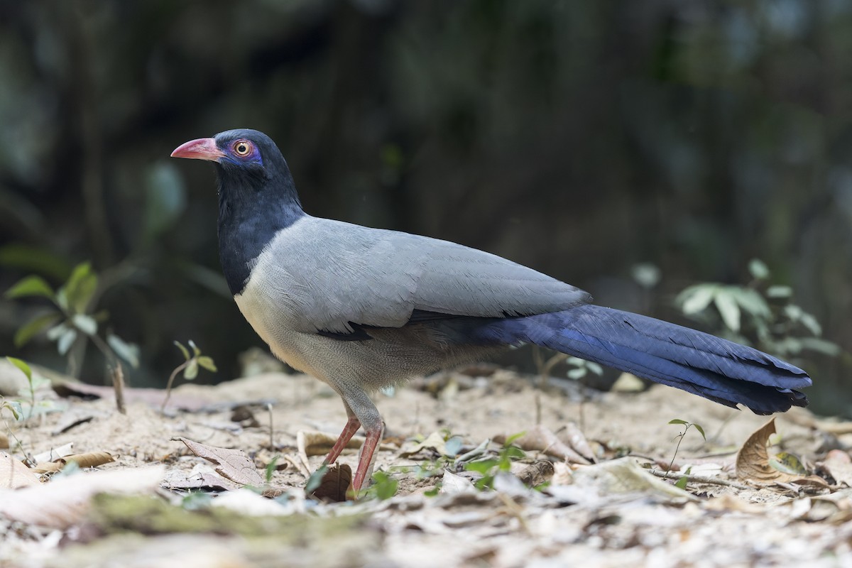 Coral-billed Ground-Cuckoo - ML620403802