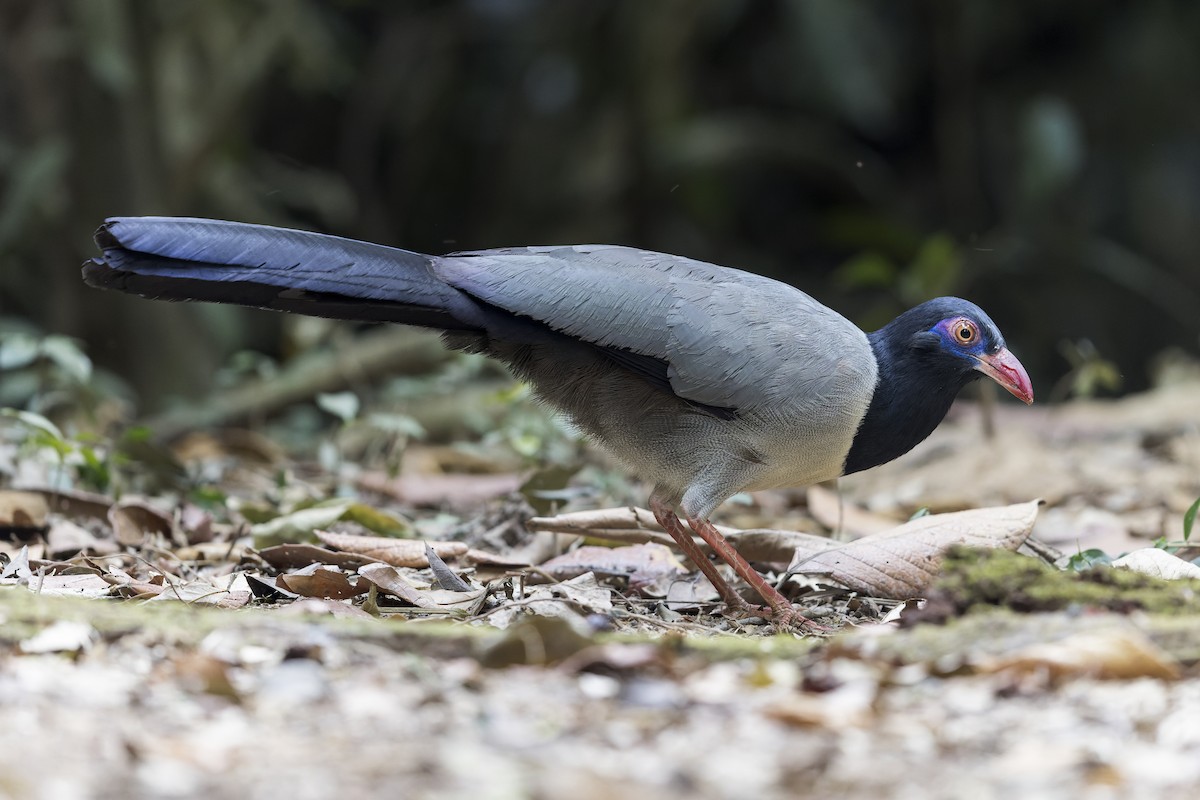 Coral-billed Ground-Cuckoo - ML620403803