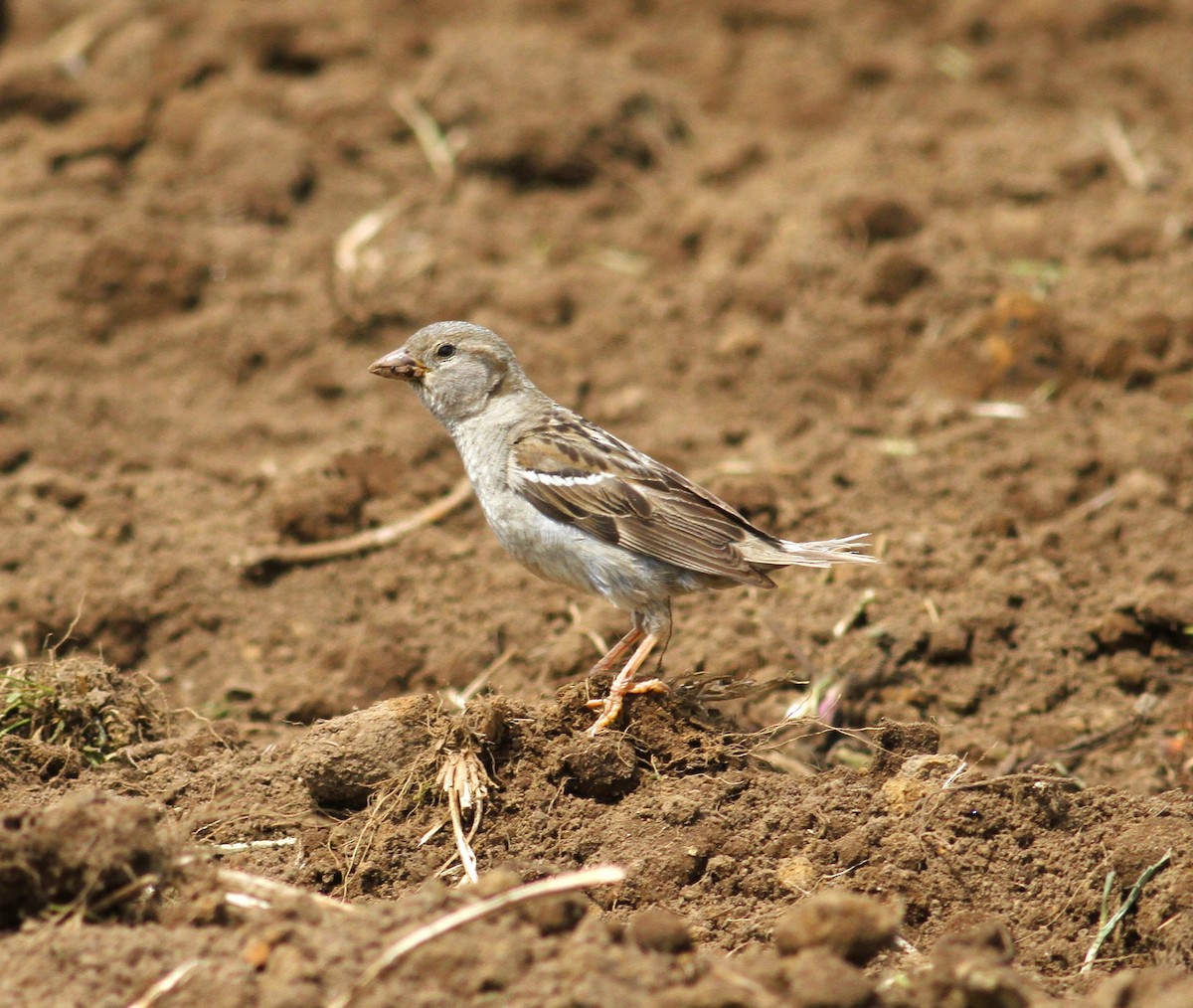 House Sparrow - Carlos Pereira